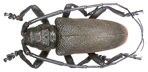 Ceroplesis ferrugator